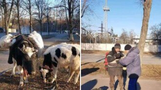 Украинец под обстрелами вышел из Ирпеня с двумя коровами и дошел до Коростышева: фото