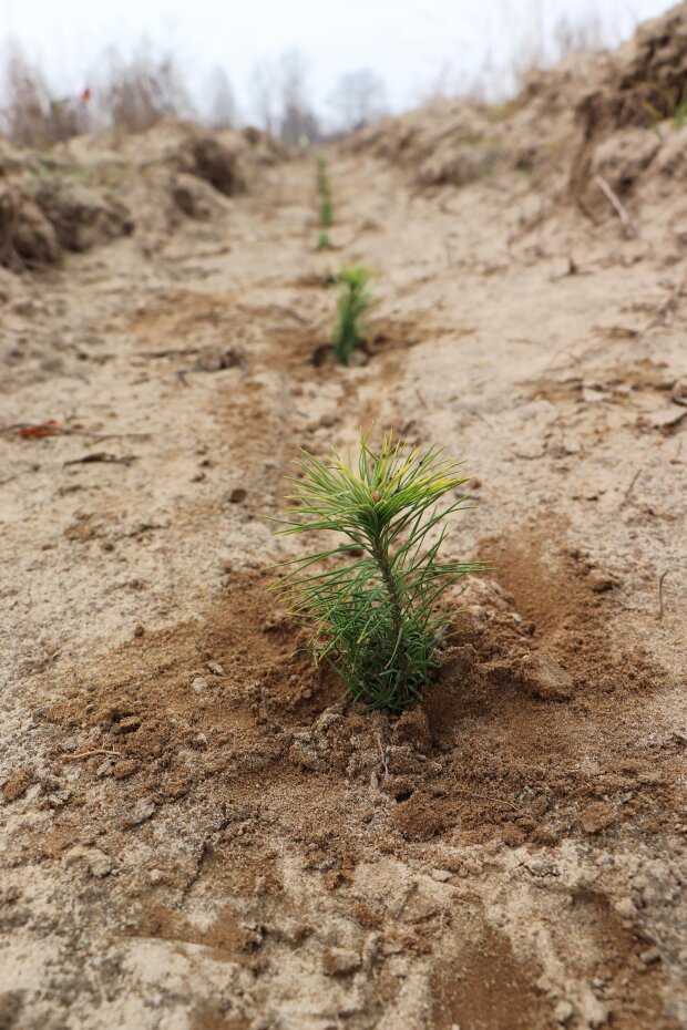 Фонд Yves Rocher в 2021 году высадил еще 100 тысяч деревьев в Украине
