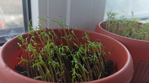 Как правильно вырастить зелень в квартире