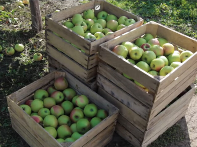 Яблука. Фото: youtube.com