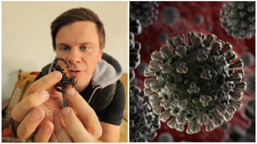 Его называют "доктором скорпионов": Комаров познакомится с ученым, который пытается создать лекарство против коронавируса