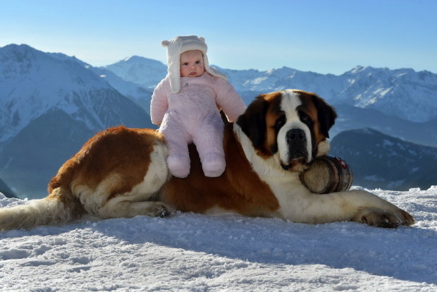 Сенбернар самая крупная собака в мире