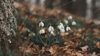Весна, погода, изображение из свободных источников