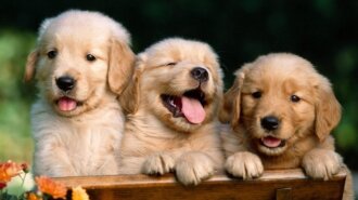 Породы собак, которые поднимают настроение: их советуют заводить всем, кто болеет (ФОТО)