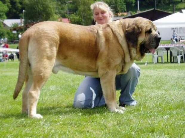 21 порода собак огромных размеров