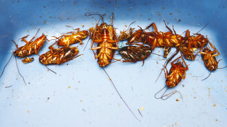 Последний ужин для тараканов из желтого фрукта: после него насекомые мрут сотнями