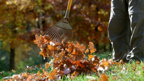 Коли опало листя: що обов'язково потрібно зробити в саду