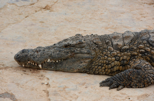 Найцікавіші наукові факти про крокодилах