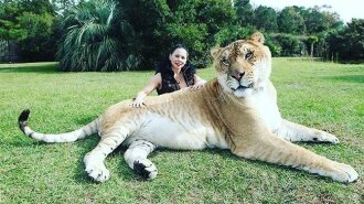 Як виглядає найбільша кішка в світі (ФОТО)