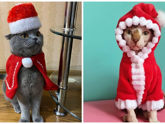 Усатый Санта Мяус: Сеть рассмешили коты в новогодних костюмах (ФОТО)