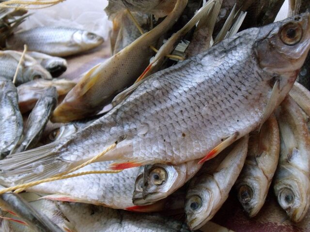 hranenie-vyalenoj-ryby