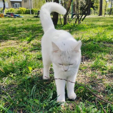 Photo by IROK on May 05, 2020. Image may contain: cat, grass, plant, outdoor and nature