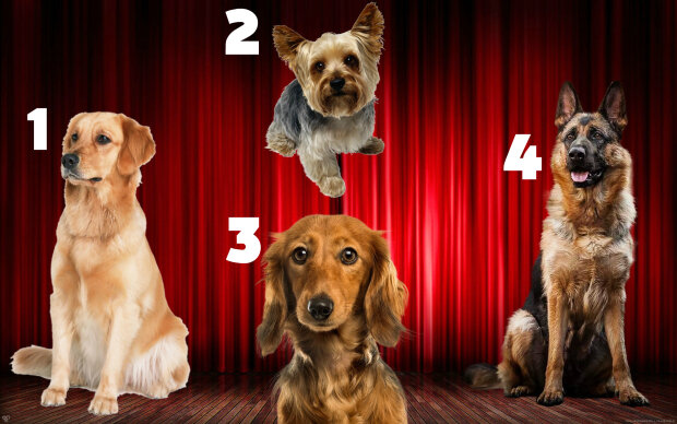 Тест на характер: выбери собаку и узнай, какой мужчина тебе подходит