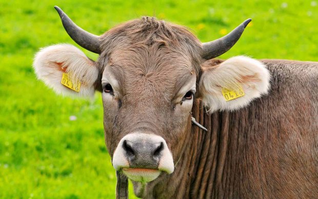 Почему мясо коровы называется говядиной: ученые дали ответ