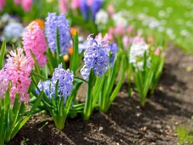 Які квіти найкраще посадити восени.