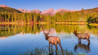 rocky-mountain-national-park-elk-fawn-copy