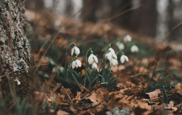 Весна, погода, зображення з вільних джерел