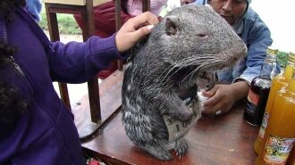 Как выглядит редкая гигантская крыса весом 15 кг (ФОТО)