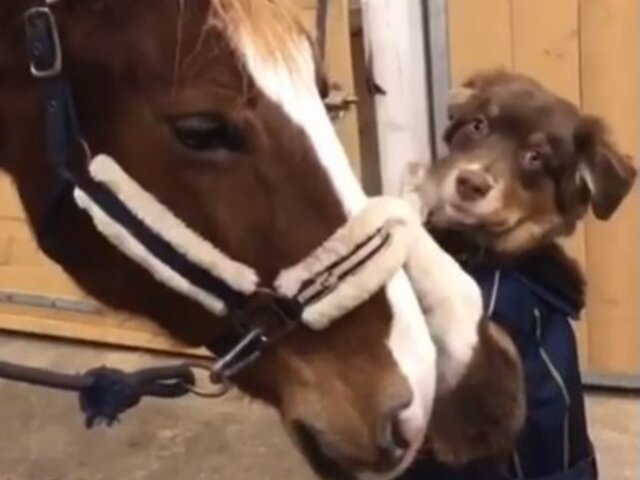 Дружба собаки и лошади