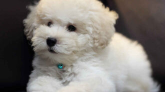 bichon-frise-photo