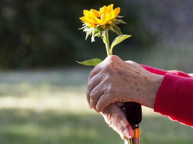 Hands of an old woman with sunflower lying on a walking stick — ibxwop04670723.jpg