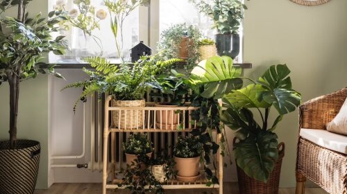 Як зробити будинок затишним за допомогою рослин: 5 ідеальних кімнатних рослин на будь-який смак