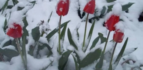 Сніг, погода, похолодання, кадр з відео