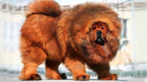 Волохатий пес-гігант: як виглядає найдорожча собака в світі