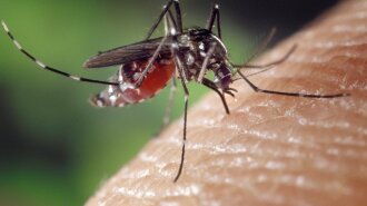 Ласий шматочок: вчені розповіли, чому одних комарі кусають, а інших ні