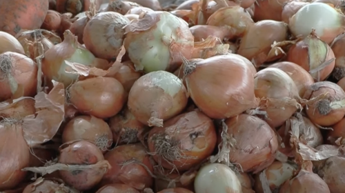 Популярный овощ станет дефицитом: в Украине взлетела цена на лук