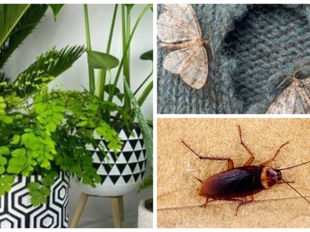 От тараканов, моли и комаров: эти комнатные растения отпугивают насекомых