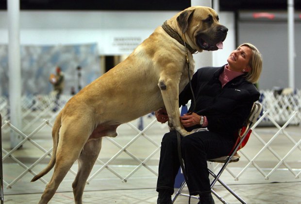 Английский мастиф самая большая собака в мире