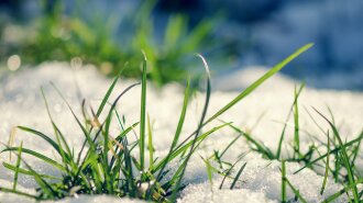 Nature___Seasons___Spring__Early_grass_from_under_the_snow_in_spring_069165_