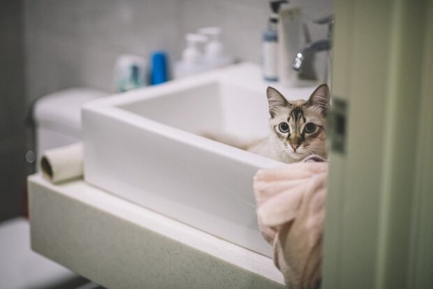 Почему кошка всегда ходит за тобой в ванную комнату