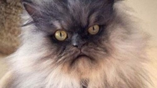 Шерстяная туча: как выглядит самый пушистый кот в мире