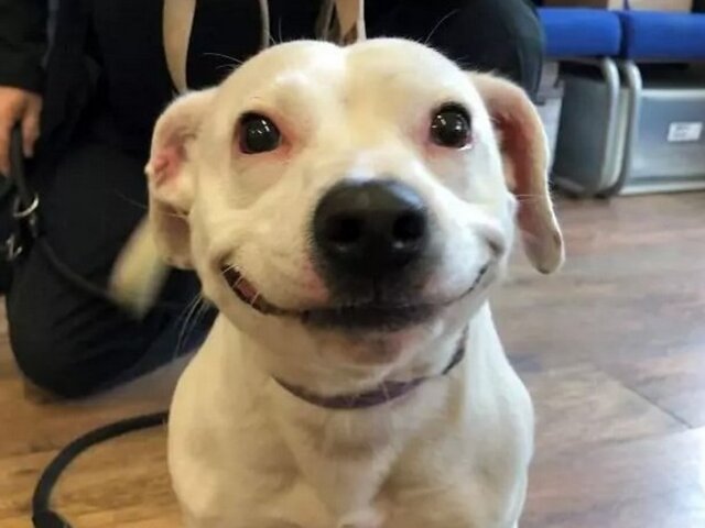 В Сети найдена самая улыбающаяся собака