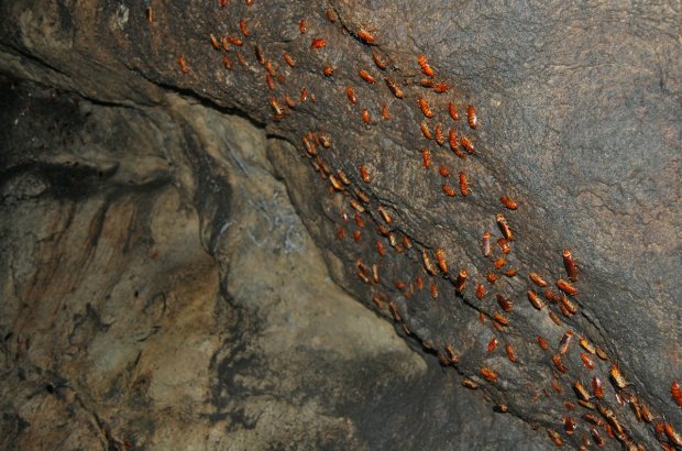 пещера Гомантонг, Гомантонг, малайзия