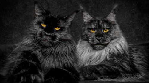 Самые редкие черные породы кошек