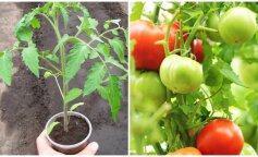 Топ-5 порад як виростити високий урожай томатів