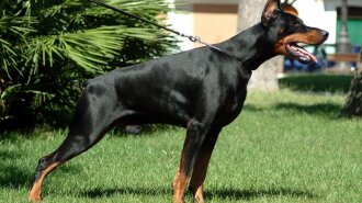 doberman-black-profile-view-grass-dogs