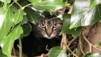 Кошка с котятами поселилась в птичьем гнезде на дереве и умилила Сеть (ФОТО)