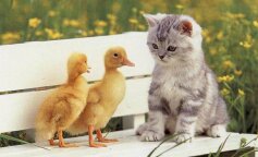 Курча або кошеня: вибери тварину-дитинча і дізнайся, наскільки ти романтична натура
