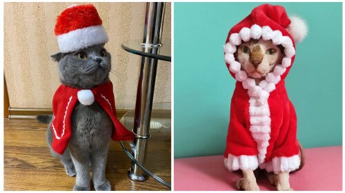 Усатый Санта Мяус: Сеть рассмешили коты в новогодних костюмах (ФОТО)