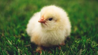 У Туреччині народилося курча-мутант: як воно виглядає (ФОТО)