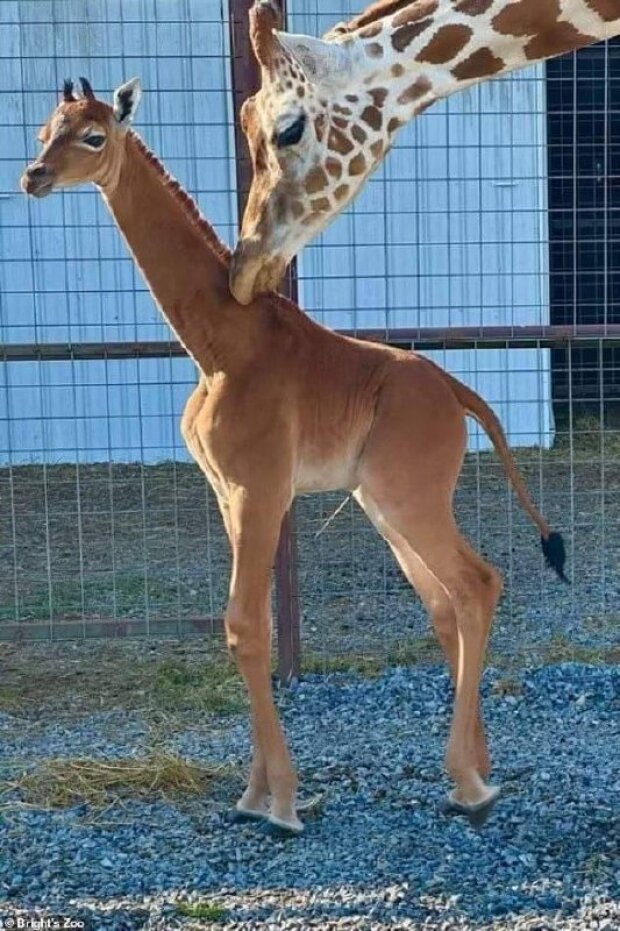 В американском зоопарке родился уникальный жираф