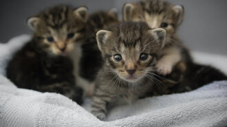 Новонароджені кошенята або "кототерапія": котиків багато не буває, особливо маленьких кошенят (фото)