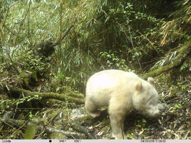 Впервые удалось сфотографировать панду-альбиноса в дикой природе