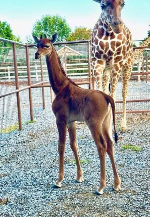 В американському зоопарку народився унікальний жираф
