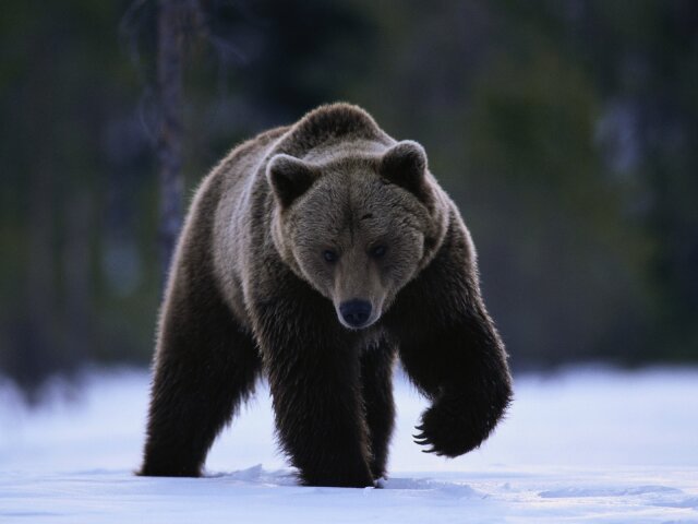 Черный-медведь1