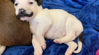В Америке нашли забавного щенка, который выглядит как копия Сальвадора Дали (ФОТО)